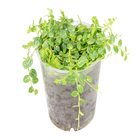 Planta Peperomia Prostata PT12