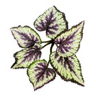 Planta Permanente Buque Begonia 20cm Roxa