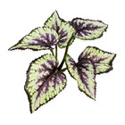 Planta Permanente Buque Begonia 20cm Roxa