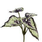 Planta Permanente Buque Begonia 20cm Roxa