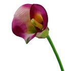 Planta Permanente Copo de Leite 53cm Rosa