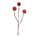 Planta Permanente Echinops 54cm Vinho