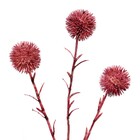 Planta Permanente Echinops 54cm Vinho