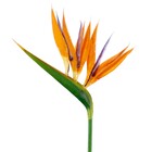 Planta Permanente Estrelitzia Pequena Laranja