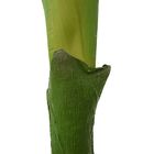 Planta Permanente Palmeira 1,80 Cm