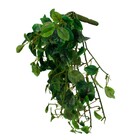 Planta Permanente Pendente Brinco de Princesa 34cm