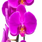 Planta Phalaenopsis Malva decorado mix pote 24