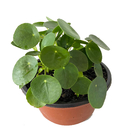 Planta Pilea c21