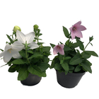 Planta Platycodon Astra Blue Pote 14