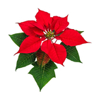 Planta Poinsettia Pote 11