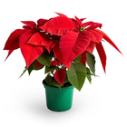 Planta Poinsettia Pote 14