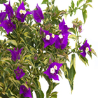 Planta Primavera CA21