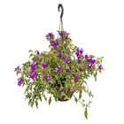 Planta Primavera CA21