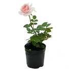 Planta Roseira Pote 20