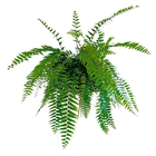 Planta Samambaia Holandesa c25