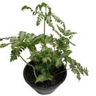 Planta Samambaia Poteeris c18