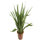Planta Sanseveria Jibóia pote 30