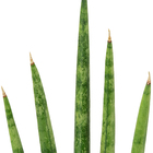 Planta Sanseveria Mini Mix Pote 06