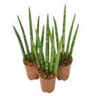 Planta Sanseveria Mini Mix Pote 06