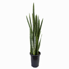 Planta Sanseveria pote 30