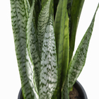Planta Sanseveria pote 30