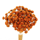 Planta Seca Botão Branco Laranja Artesanal