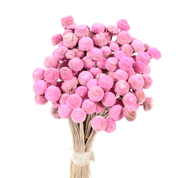 Planta Seca Botão Branco Rosa Artesanal