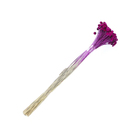 Planta Seca Botão Branco Rosa Claro Artesanal