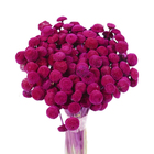 Planta Seca Botão Branco Rosa Claro Artesanal