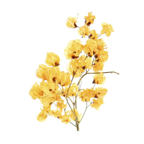 Planta Seca Bougainville Amarelo Artesanal