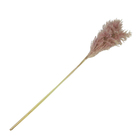 Planta Seca Buquê Pluminha do Banhado Bege 90cm Pense Flores