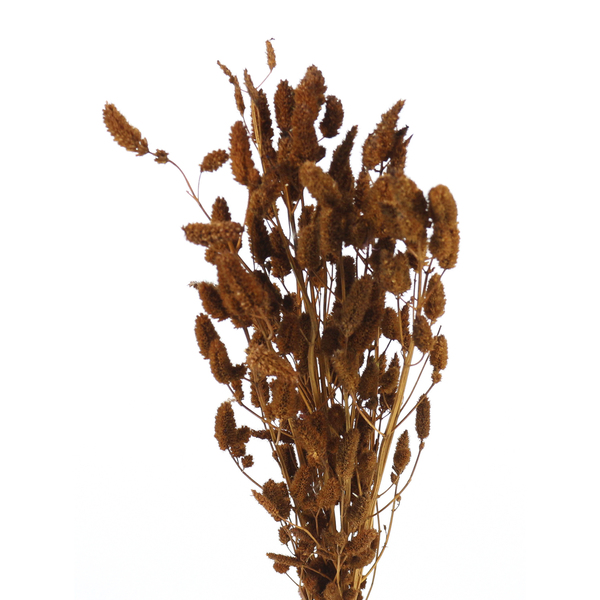 Planta Seca Buque Rabo de Gato Marrom Artesanal