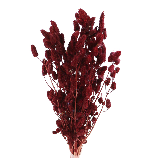 Planta Seca Buque Rabo de Gato Vermelho Artesanal