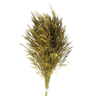 Planta Seca Capim Chorão Amarelo Artesanal