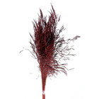 Planta Seca Capim Chorão Vermelho Artesanal