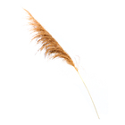 Planta Seca Capim dos Pampas Bege Artesanal