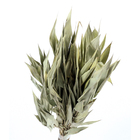 Planta Seca Capim Navalha Bege Artesanal