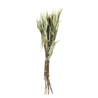 Planta Seca Capim Navalha Bege Artesanal