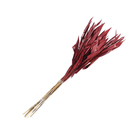 Planta Seca Capim Navalha Vermelho Artesanal