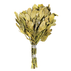 Planta Seca Carne de Vaca Amarelo Artesanal