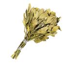 Planta Seca Carne de Vaca Amarelo Artesanal