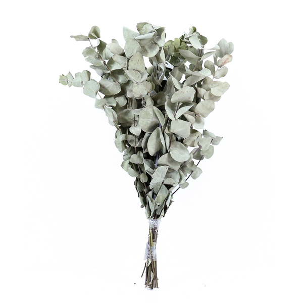 Planta Seca Eucalipto Verde Artesanal