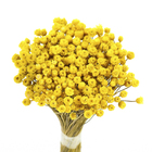 Planta Seca Jazida Amarelo Artesanal