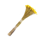 Planta Seca Jazida Amarelo Artesanal