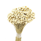 Planta Seca Jazida Bege Artesanal