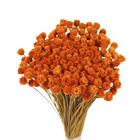 Planta Seca Jazida Laranja Artesanal