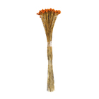 Planta Seca Jazida Laranja Artesanal