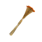 Planta Seca Jazida Laranja Artesanal