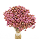 Planta Seca Jazida Rosa Artesanal