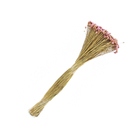 Planta Seca Jazida Rosa Artesanal